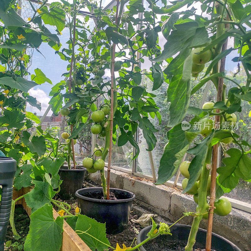 种植在藤上的自家番茄