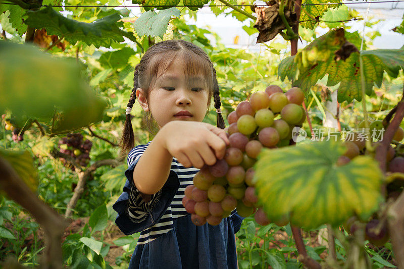 葡萄种植园里的小女孩