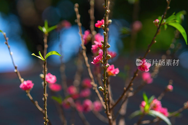 越南农历春节前，五彩缤纷的粉红色花朵盛开在一个小村庄。桃枝、樱花与越南春节食物