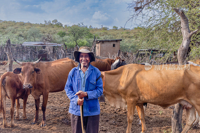 在博茨瓦纳的一个村庄里，一个非洲的老牧人在田地里放牧着奶牛