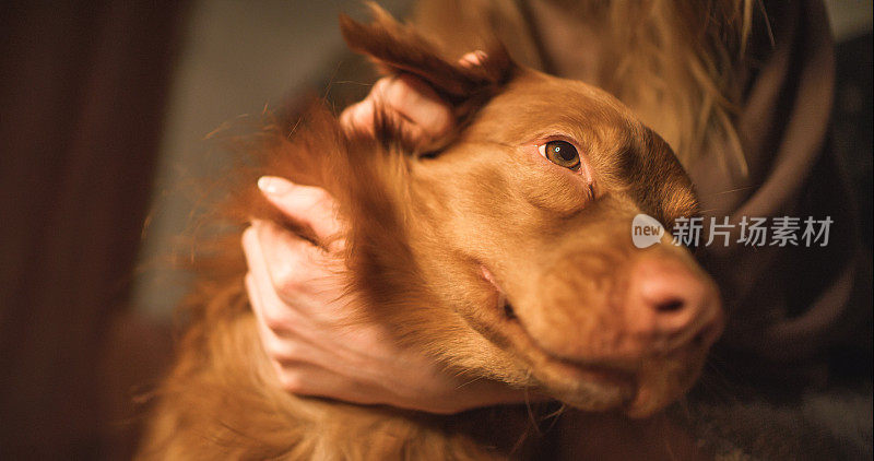一个红头发的女人抚摸着她的新斯科舍猎犬。