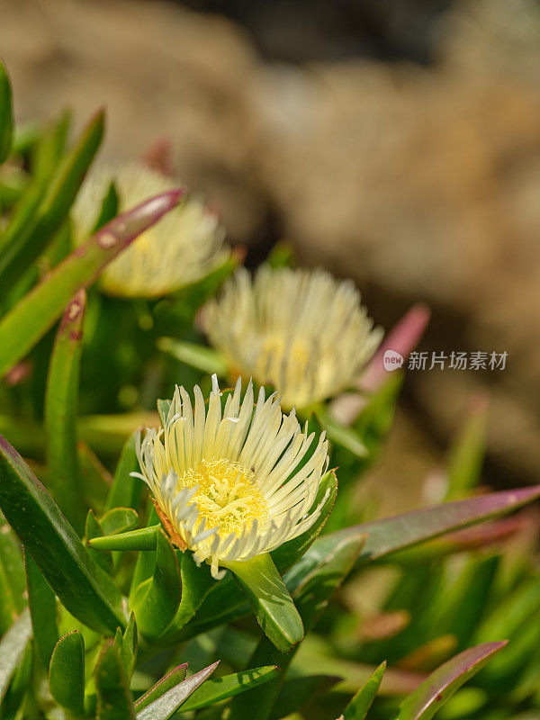 霍屯督无花果-也被称为霍屯督无花果，冰植物，公路冰植物，猪脸，酸无花果