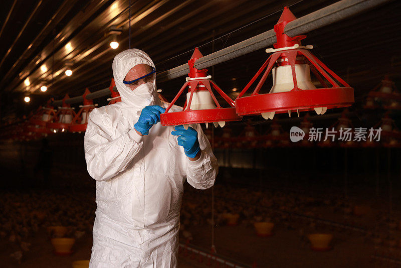 男兽医在家禽饲养场检查鸡饲料及鸡蛋的质量