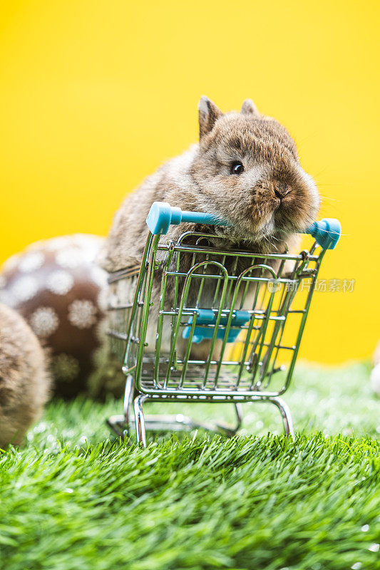 购物车里的一只小兔子。
