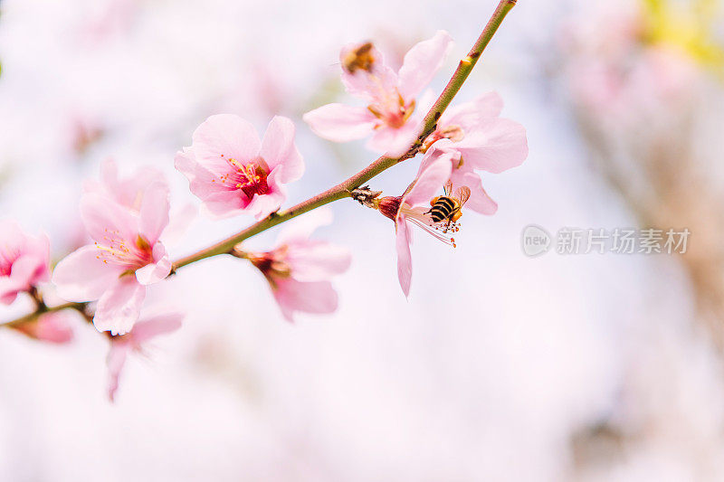 蜜蜂在春天采蜜