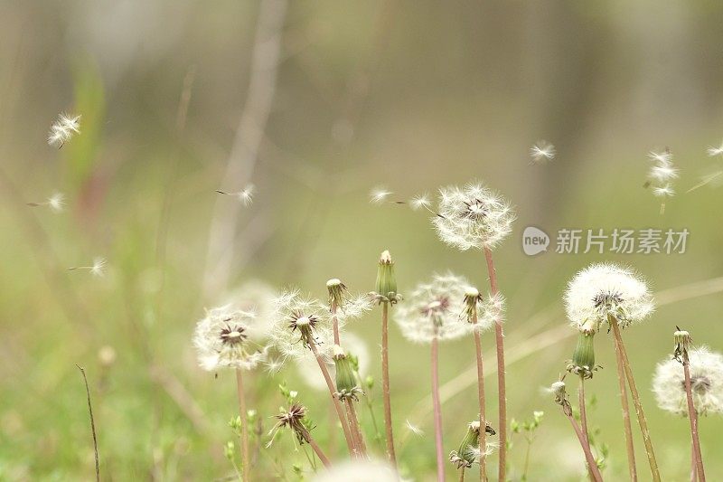 蒲公英在春天随风撒播种子