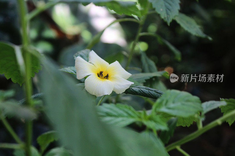 盛开的白色车尾草花