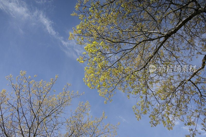 两棵树在春天的低角度视图