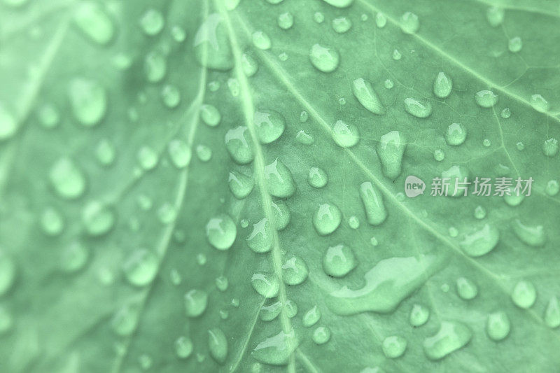 雨点落在常青藤叶子上