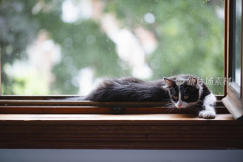 小猫在窗台上