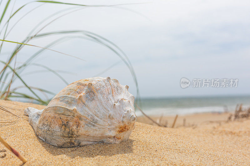 近距离拍摄海螺壳在沙滩草附近的沙滩上