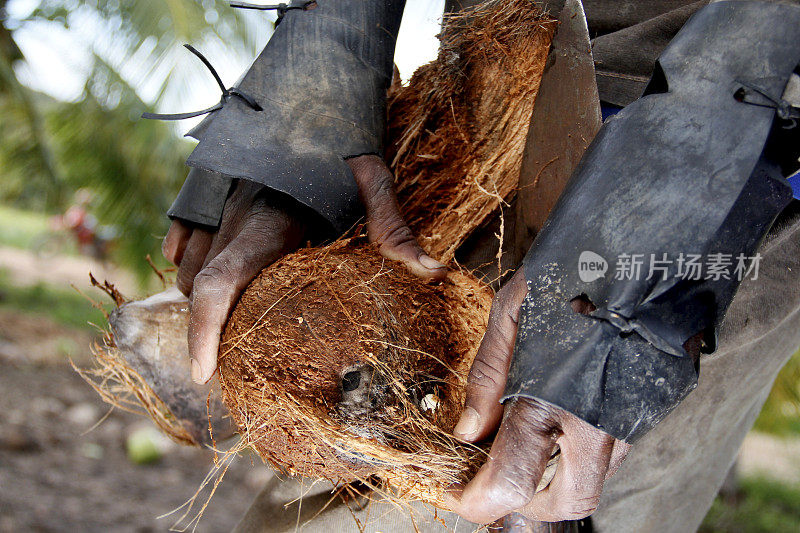 在椰子种植园工作