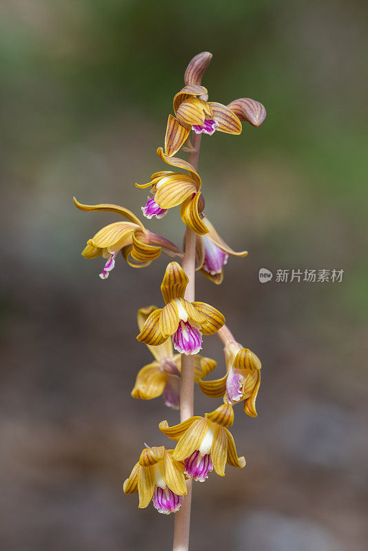 冠状珊瑚根兰花，白崖自然地区，阿肯色州