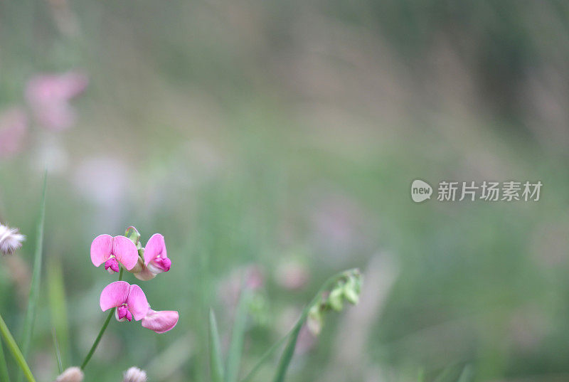 夏天不列颠哥伦比亚省湿地上的甜豆