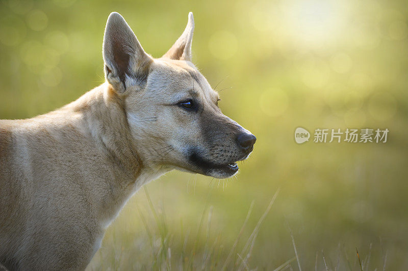 青少年野狗(犬狼疮野狗)