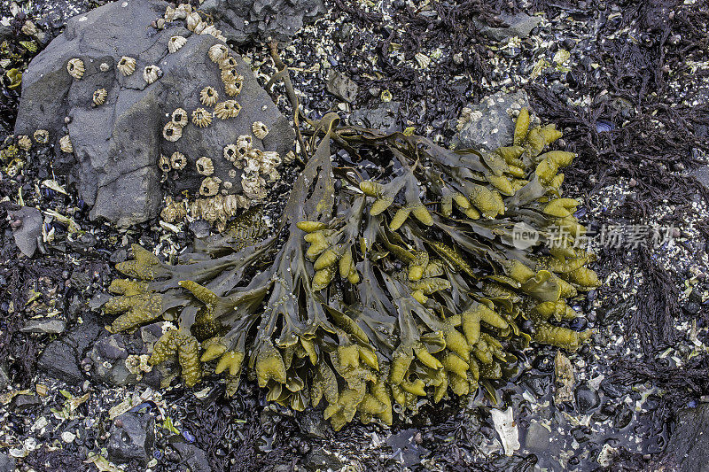 二角藻或岩藻是岩藻科的一种褐藻，分布于北半球岩石海岸的潮间带。锡特卡的声音,阿拉斯加。海藻、海带。