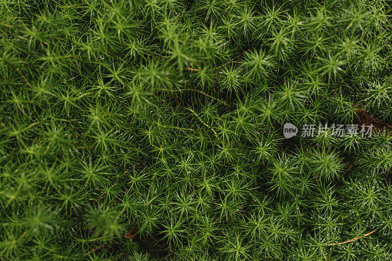 绿色苔藓背景从上面的canescenracomitrium