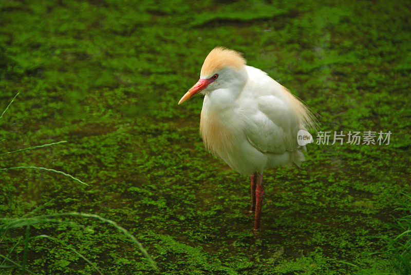 池塘里的牛白鹭