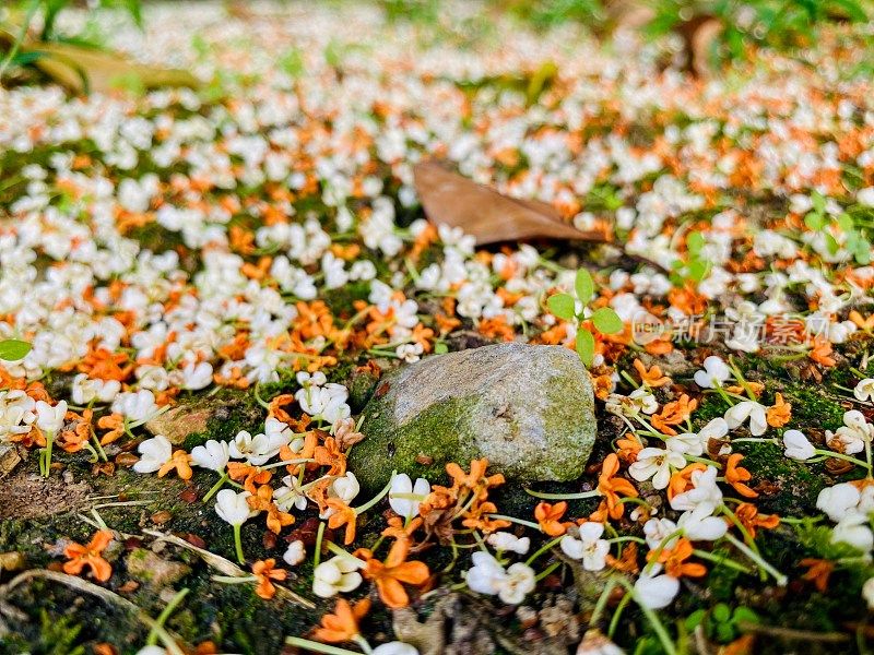 美丽的桂花在江苏，中国