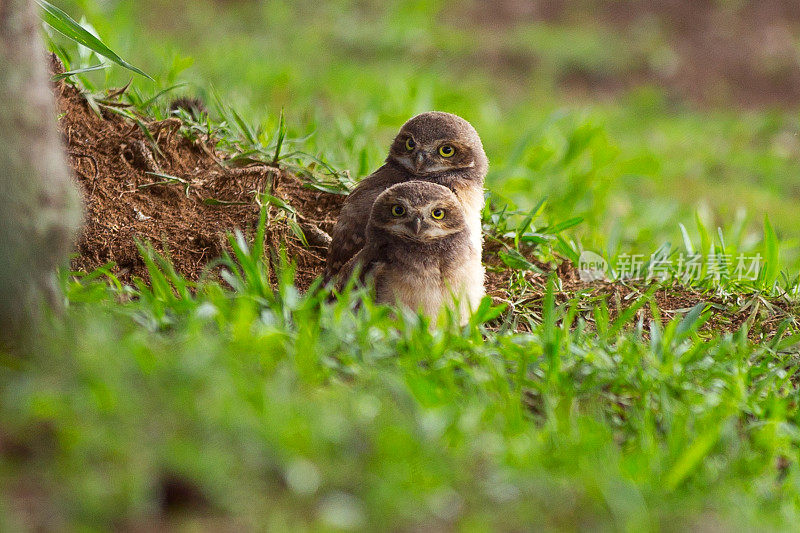 Owl-buraqueira小狗