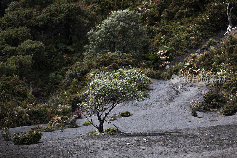 哥斯达黎加伊拉祖火山熔岩上的树