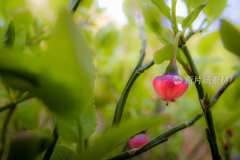 蓝莓花