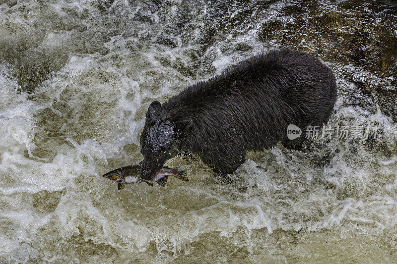美国黑熊，美洲熊，阿南溪，汤加斯国家森林，阿拉斯加，在阿南溪钓粉红色的鲑鱼。