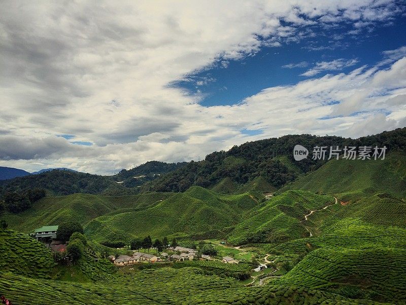 马来西亚卡梅隆高地的茶园景观