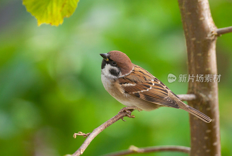 欧亚树麻雀