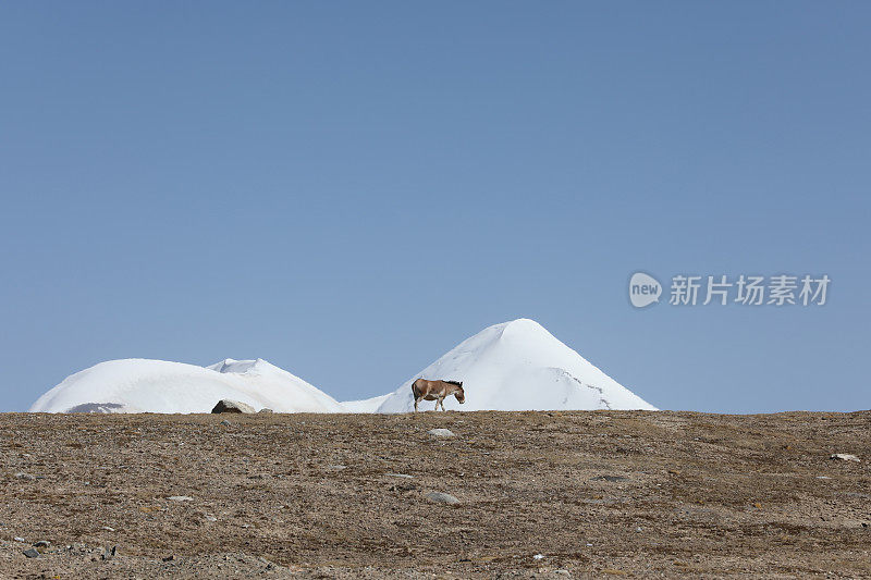 一对西藏野驴在西藏雪山脚下
