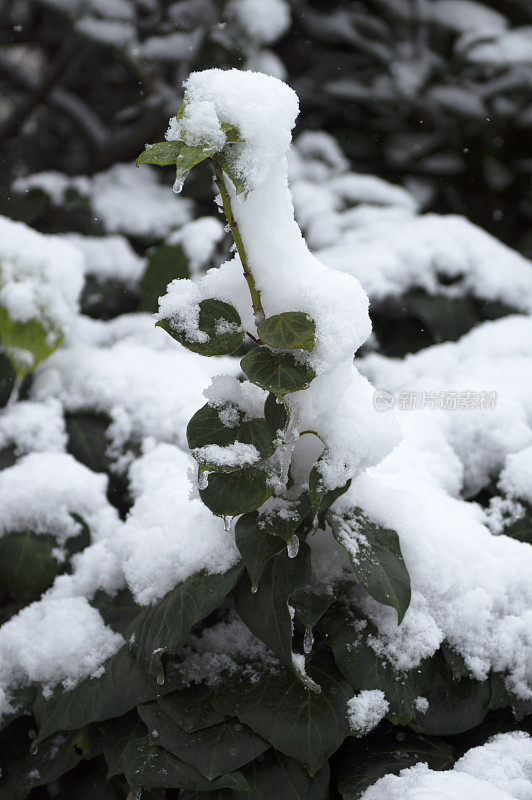 树枝上的雪-冬天的背景。