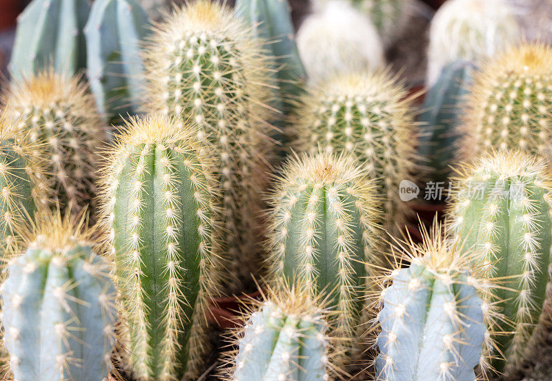 仙人掌小植物