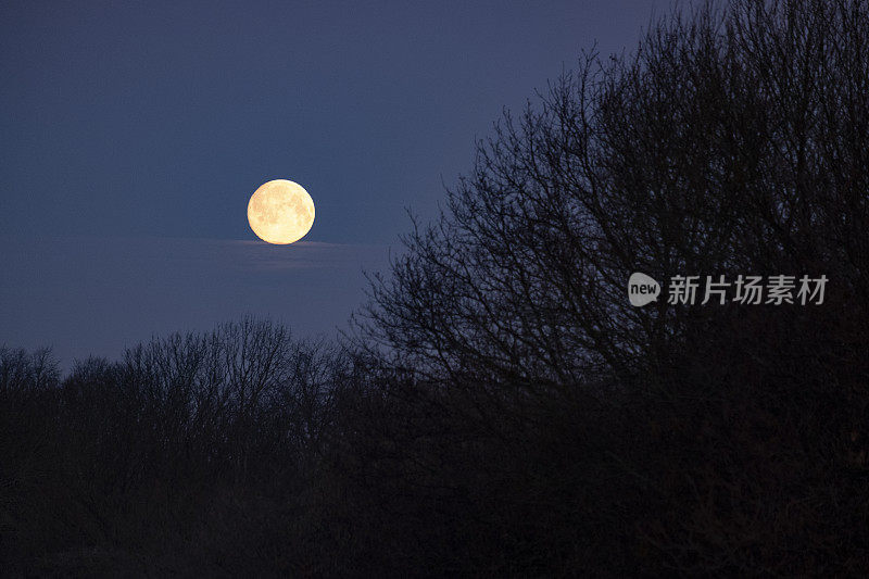 林地上空的满月