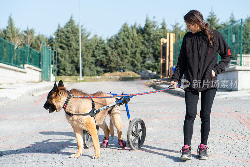 一个女人在遛一只残疾的救援狗