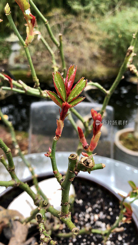 清新的，新的绿叶生长在春天的玫瑰芽，模糊的花园背景与有机玻璃花园家具，从高处看，集中在前景