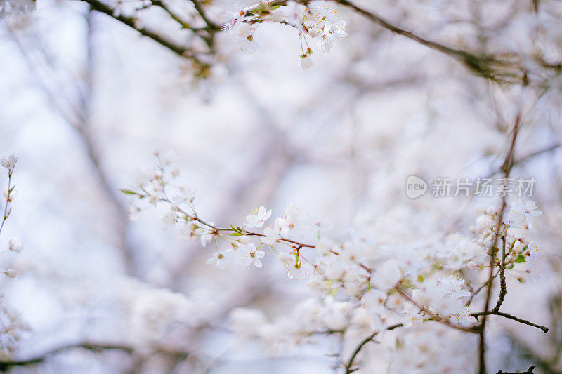 白花梅花树特写。