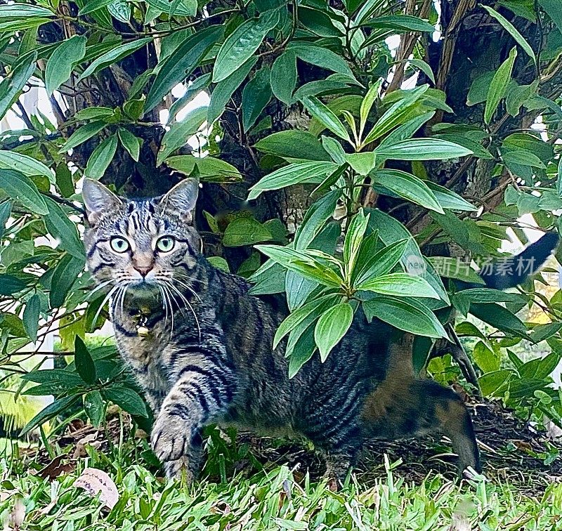 旅行冒险猫电镀在大自然