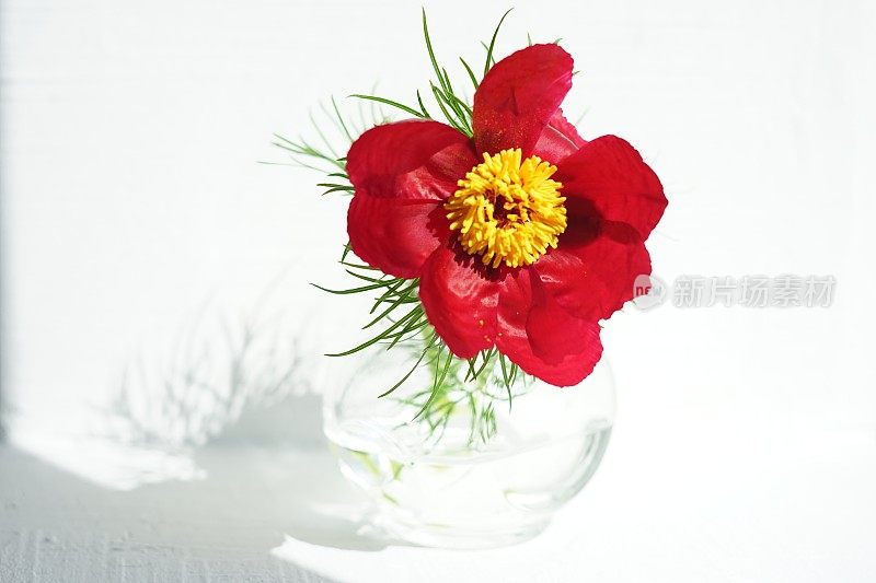 白向阳桌上花瓶里插着一朵红牡丹