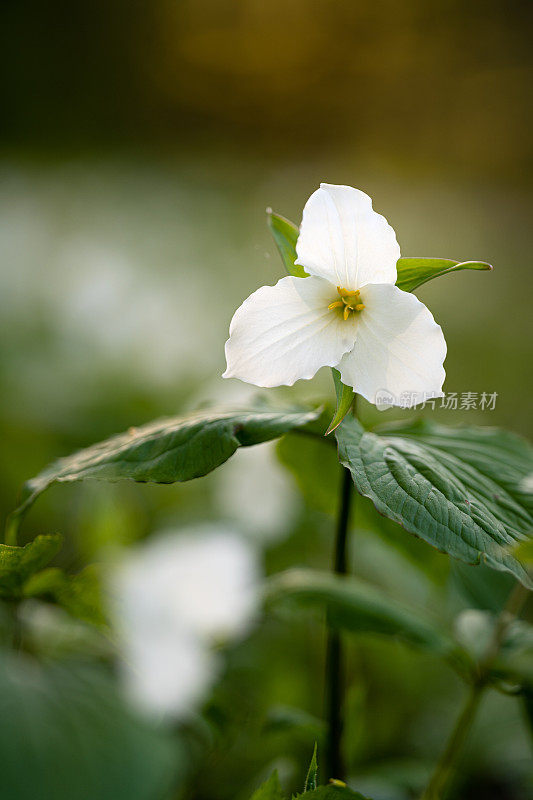 延龄草野花