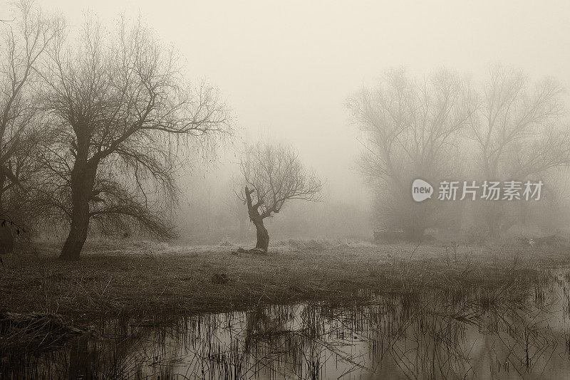 阴森朦胧的冬天风景