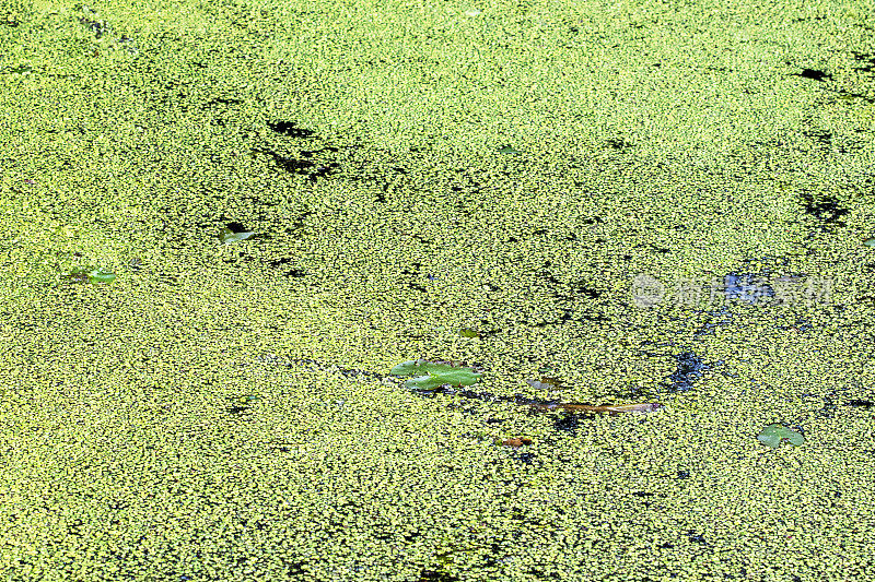 池塘中的绿藻