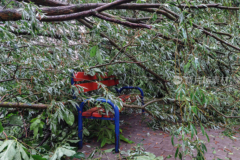 一场雷雨中，一棵树倒在公共长椅上。