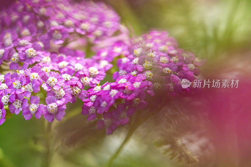 粉红色开花植物特写镜头