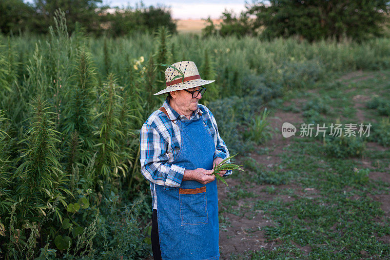 一个70-75岁的农民正在检查大麻的收成