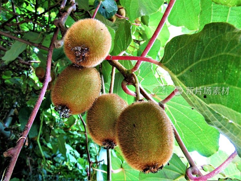 日本。7月。种植猕猴桃。
