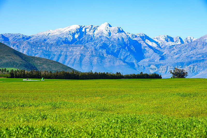 小麦幼苗和雪山