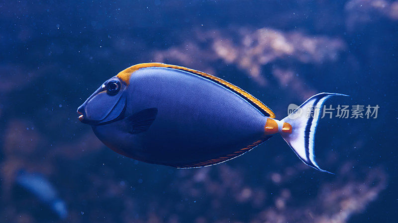 Caesio圆柱状的鱼。水下热带动物的近景。生活在海洋