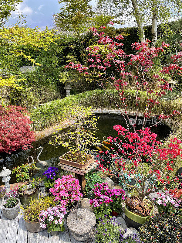 花园装饰的形象池塘与盆栽枫树，日本石灯笼和花园雕塑装饰，风化，白色，槽硬木材装饰，升高的观点