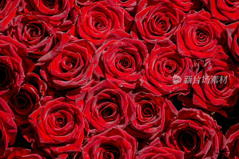 一束红玫瑰。在情人节送给心爱的女人的礼物。没有刺的美丽的红玫瑰