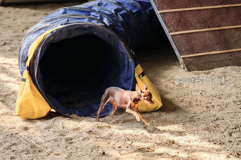 棕色的玩具小猎犬品种的狗跑出隧道，沙子从爪子下飞了出来。速度和敏捷，运动与微型狗。敏捷性竞争。